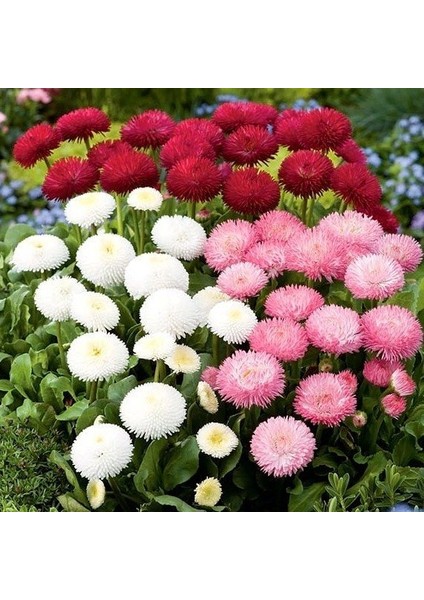 Katmerli Bellis Perennis Ponpon İngiliz Çayır Papatyası Çiçeği 100 tohum