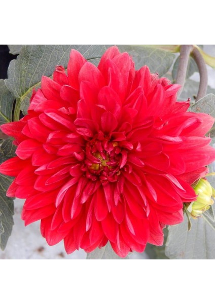 Garden Wonder Dahlia Iri Yıldız Çiçeği Yumrusu (1 Adet)