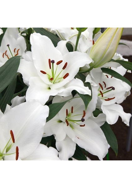 White Diamond Lily Beyaz Renkli Zambak Çiçeği Soğanı (2 Adet)