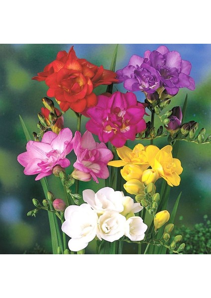 Mix Color Freesia Karışık Renkli Frezya Çiçeği Soğanı (5 Adet)