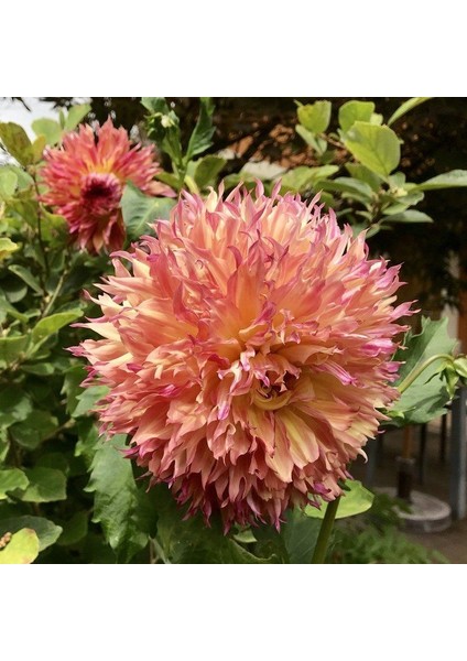 Myrtle's Folly Dahlia Iri Yıldız Çiçeği Yumrusu (1 Adet)