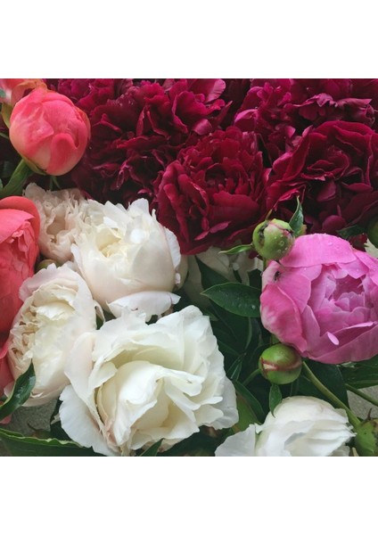 Mixed Color Peony Karışık Renkli Şakayık Çiçeği Yumrusu (3 Adet)