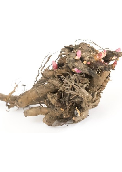 Mixed Color Peony Karışık Renkli Şakayık Çiçeği Yumrusu (3 Adet) fiyatları