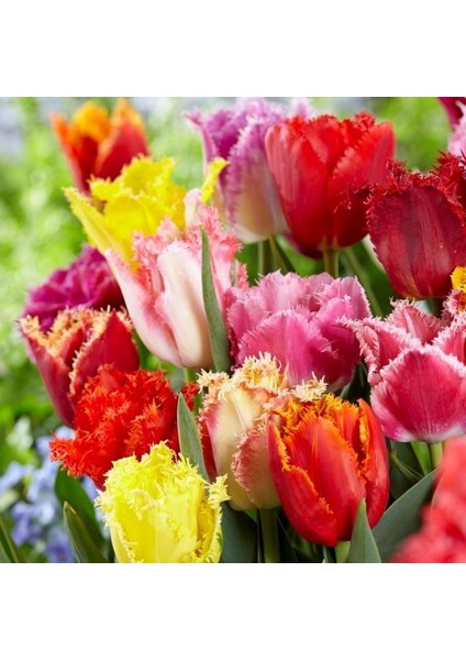 Özel Çeşitler Karışık Fırfırlı Lale Soğanı (100 Adet)