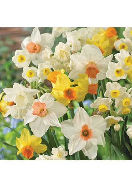 Karışık Renkli Nergis Soğanı (5 Adet)