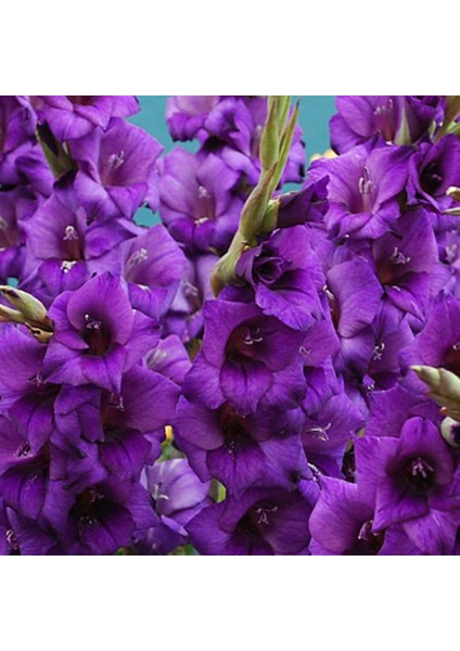 Mutlupaket Gladiolus Purple Swan Mor Glayör Çiçeği Yumrusu Soğanı (2 Adet)