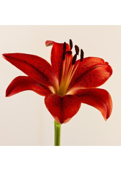 Red Diamond Lily Kırmızı Renkli Zambak Çiçeği Soğanı (2 Adet)