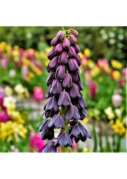 Saksıda Nadir Mor Renkli Fritillaria Persica Ters Lale Fidanı