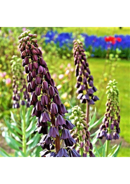 Saksıda Nadir Mor Renkli Fritillaria Persica Ters Lale Fidanı fiyatları