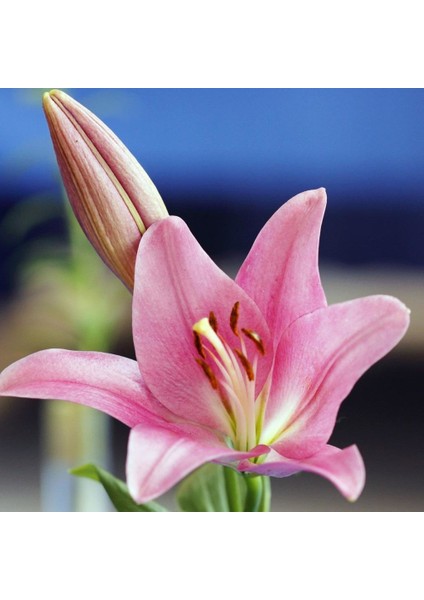 Pink Diamond Lily Pembe Renkli Zambak Çiçeği Soğanı (2 Adet)