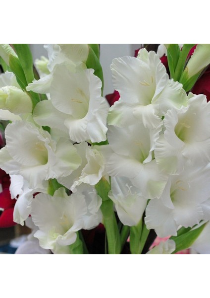 Mutlupaket Gladiolus White Swan Beyaz Glayör Çiçeği Yumrusu Soğanı (2 Adet)