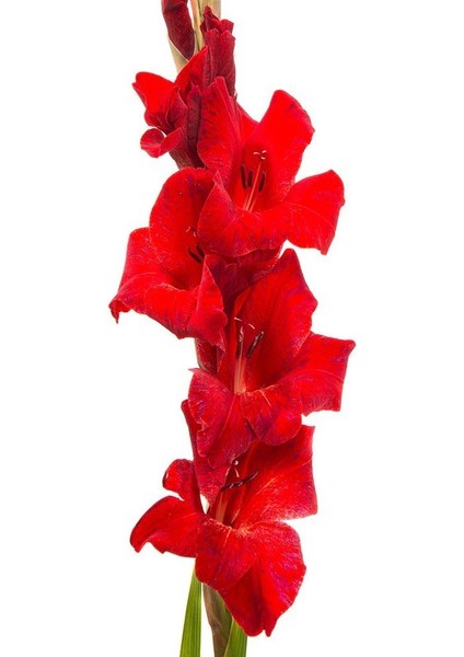Gladiolus Red Swan Kırmızı Glayör Çiçeği Yumrusu Soğanı (2 Adet)