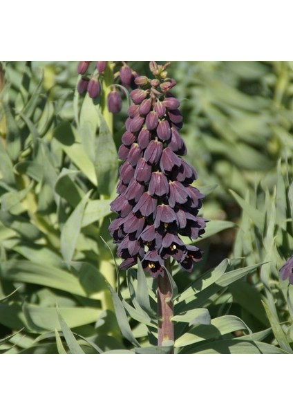 Purble Color Fritillaria Persica Ters Lale Soğanı (1 Adet)