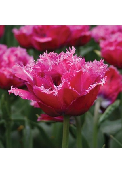 Mascotte Fırfırlı Pembe Lale Soğanı (5 Adet)