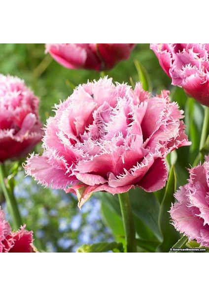 Mascotte Fırfırlı Pembe Lale Soğanı (5 Adet)