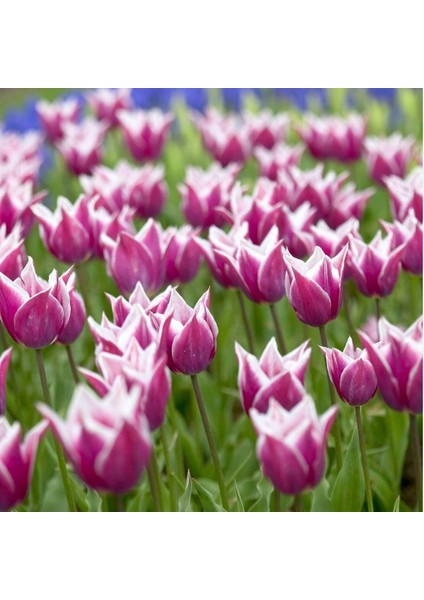 Claudia Lila White Lale Soğanı (5 Adet)