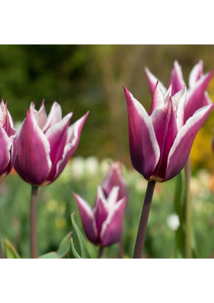 Claudia Lila White Lale Soğanı (5 Adet) fiyatları