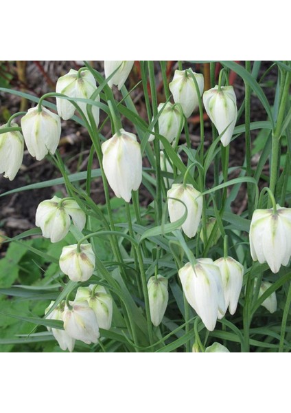Fritillaria Alba White Ters Lale Soğanı (1 Adet)