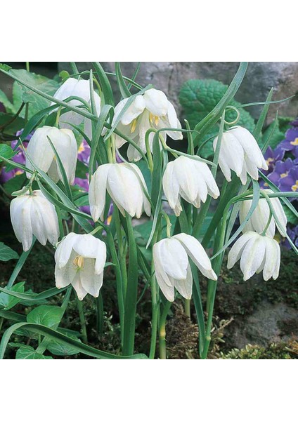 Fritillaria Alba White Ters Lale Soğanı (1 Adet)