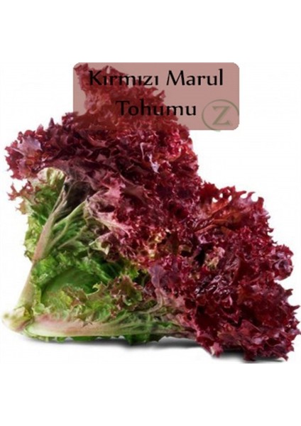 Red Kıvırcık Marul 90 tohum
