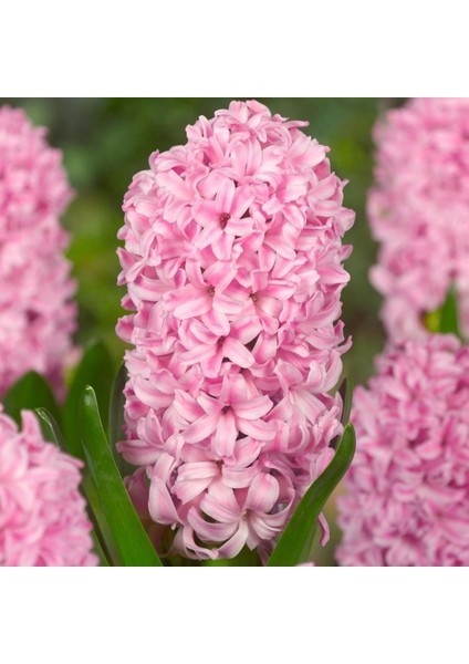 Hyacinthus Fondant Şeker Pembesi Sümbül Soğanı (3 Adet)