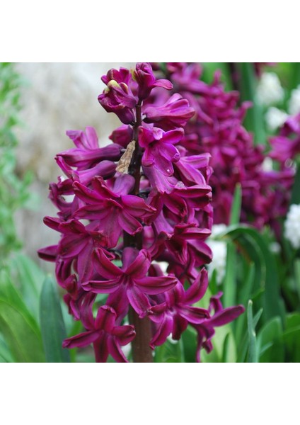 Hyacinthus Woodstock Sümbül Soğanı (3 Adet)