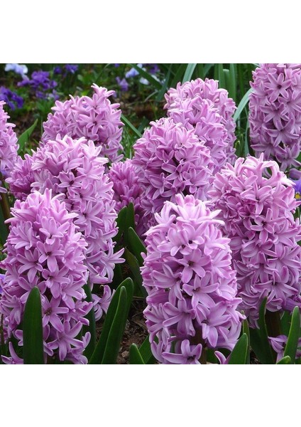 Hyacinthus Splendid Cornelia Sümbül Soğanı (3 Adet)