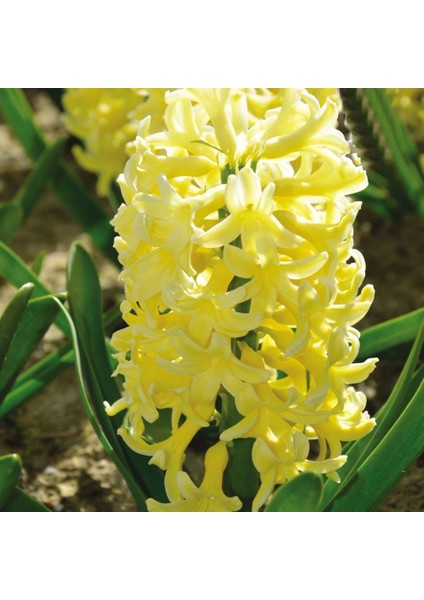 Hyacinthus Yellowstone Sümbül Soğanı (3 Adet)