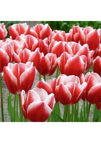 Leen Van Der Mark Lale Soğanı (5 Adet)