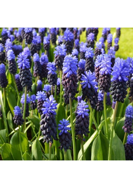 Muscari Latifolium Üzüm Sümbülü Soğanı (10 Adet)