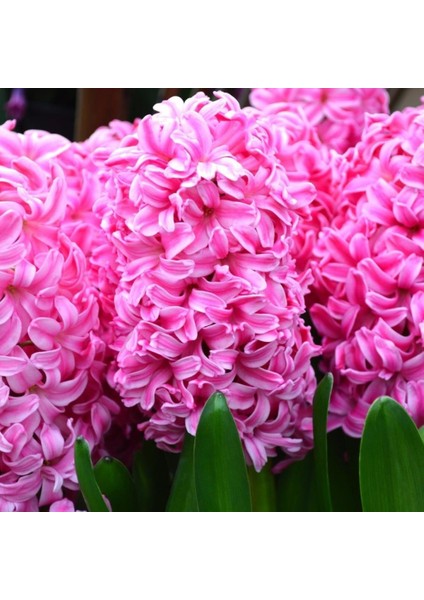 Hyacinthus Pink Pearl Kokulu Pembe Sümbül Soğanı (3 Adet)