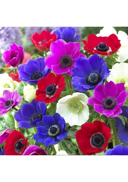 Coronaria St. Brigid Mix Karışık Anemon Çiçeği Soğanı (5 Adet)