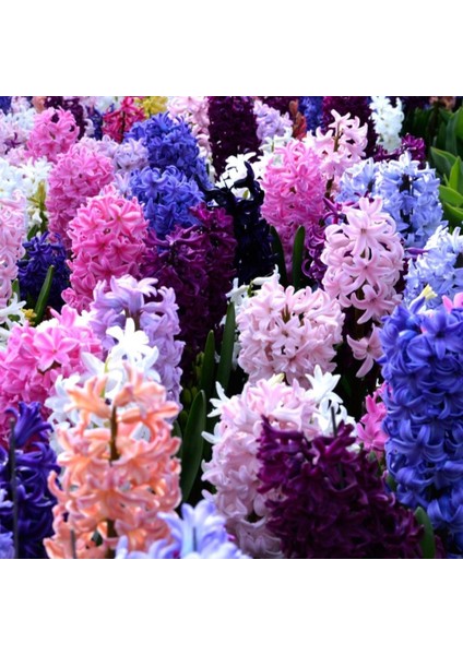 Mutlupaket Hyacinth Mix Karışık Renkli Sümbül Soğanı (10 Adet)