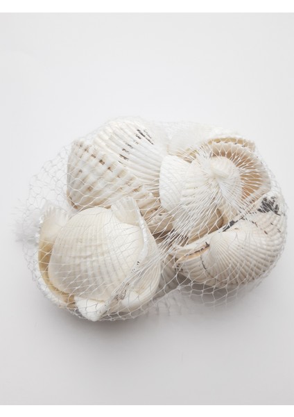 Filede Dekoratif Deniz Kabuğu 200 gr fiyatları