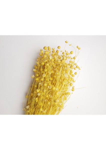 Tomurcuk Kuru Çiçek (50 GR-40CM) Sarı