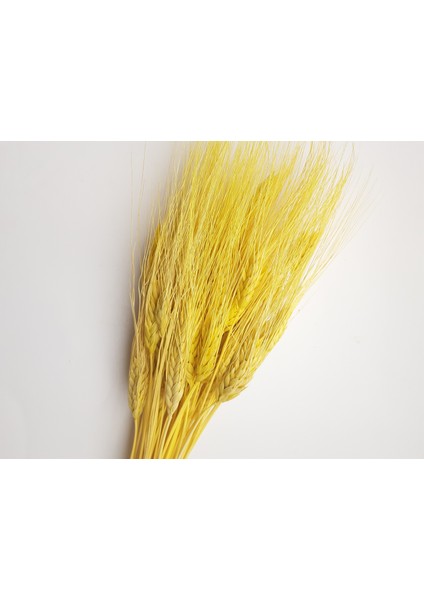 Başak Kuru Çiçek (50 GR-40CM) Sarı
