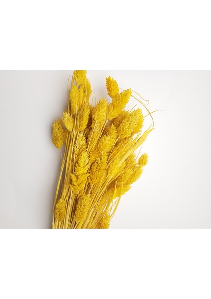 Kuş Otu Kuru Çiçek (50GR 40CM ) Sarı