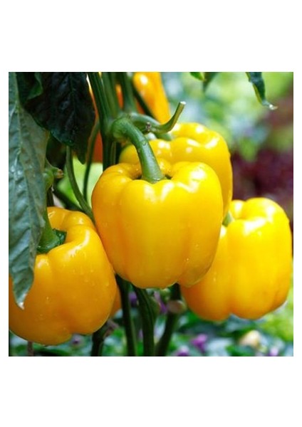 50 Adet Tohum Saksılık Sarı Dolmalık Bibiber Tohumu Saksı Toprak Sürpriz Hediye Tohumludur