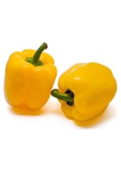 20 Adet Tohum Saksılık Sarı Dolmalık Bibiber Tohumu Saksı Toprak Sürpriz Hediye Tohumludur fiyatları