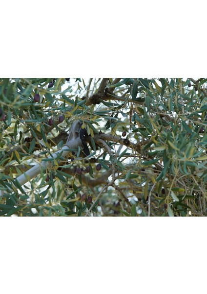 SP900 Sırt Tipi Hasat Makinesi