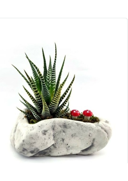 Kaya Saksı ve Haworthia