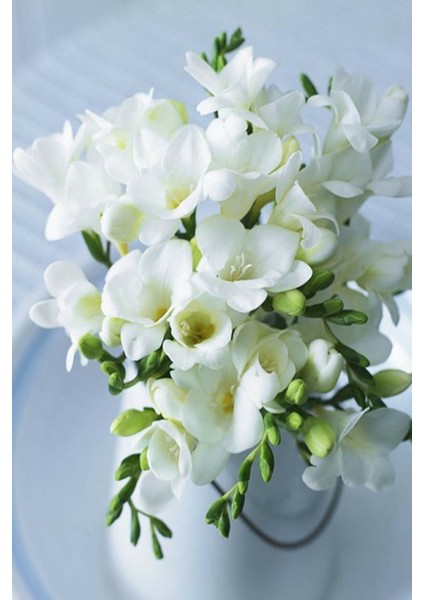 Net Tarım 20 Adet Beyaz Frezya Çiçeği Soğanı Mis Kokulu Katmerli