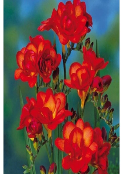 Net Tarım 50 Adet Kırmızı Frezya Çiçeği Soğanı Mis Kokulu Katmerli