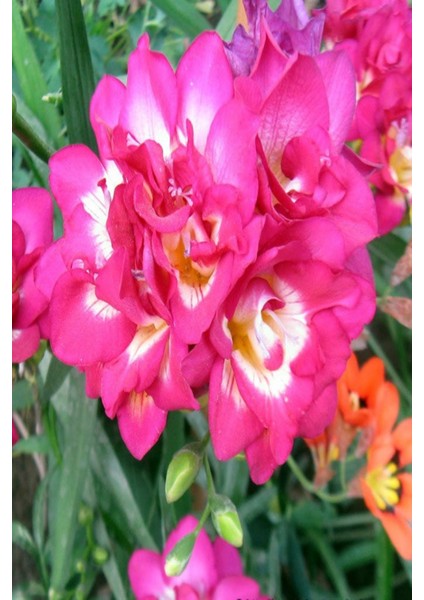 Net Tarım 50 Adet Pembe Frezya Çiçeği Soğanı Mis Kokulu Katmerli