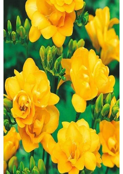 Net Tarım 5 Adet Sarı Frezya Çiçeği Soğanı Mis Kokulu Katmerli