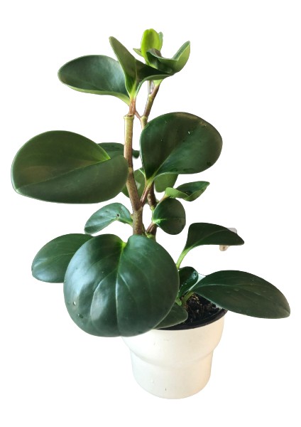 Peperomia Polybotrya Bitki