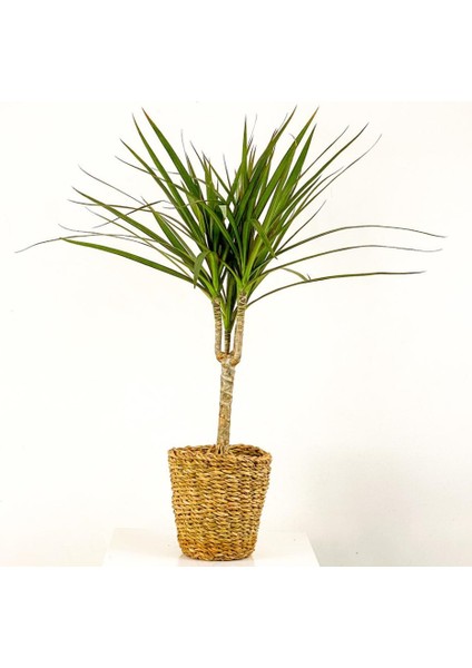 Dracaena Marginata Tek Gövdeli Lanesse Düz Hasır Saksılı