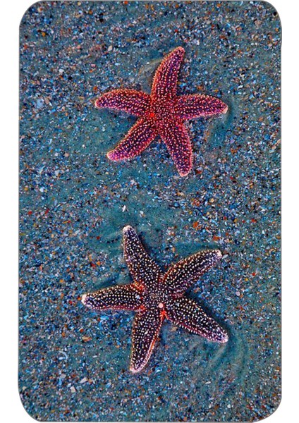 Dijital Baskılı 2'li Banyo Paspas Takımı RVG5101 fiyatları