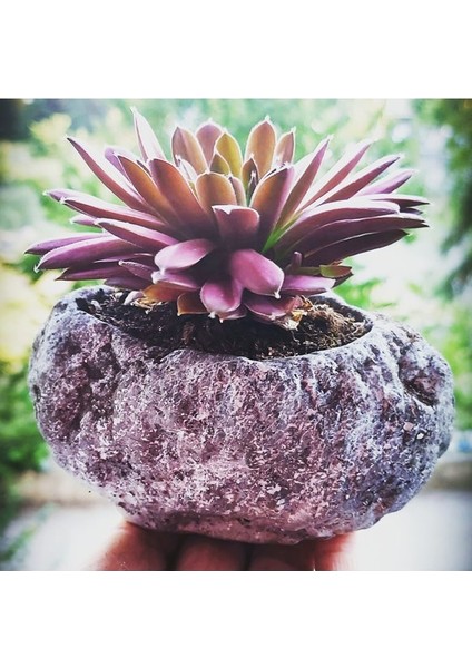 Taş Saksı ve Jade Rose