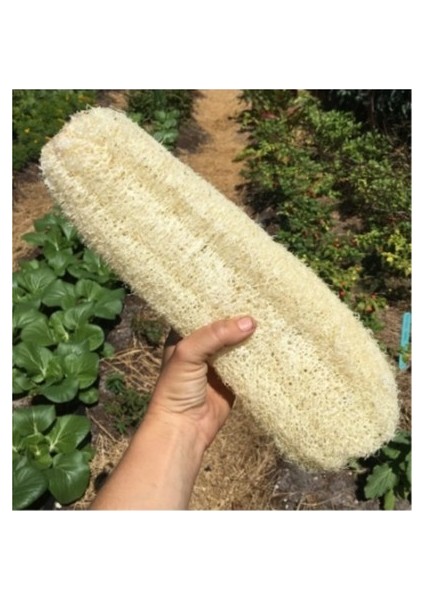 10 Adet Tohum Eko Paket Lif Kabak Tohumu Kabak Tohumu Lif Kabağı Tohumu Sürpriz Hediye Tohumludur fiyatları